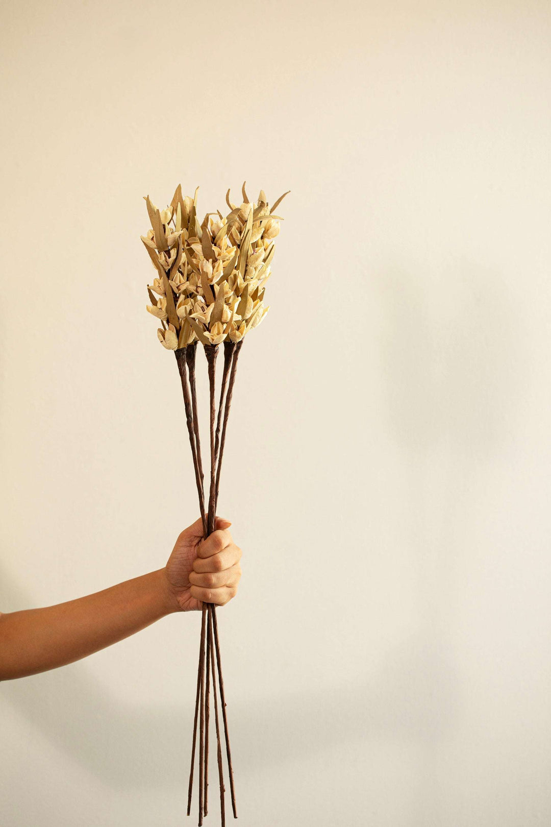 Malar Bakuli Preserved Dry Stems Set of 5