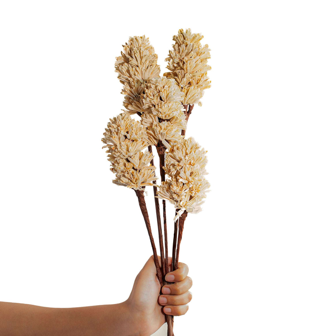 Malar Dried Sesame Seed Stems Off White Set of 5