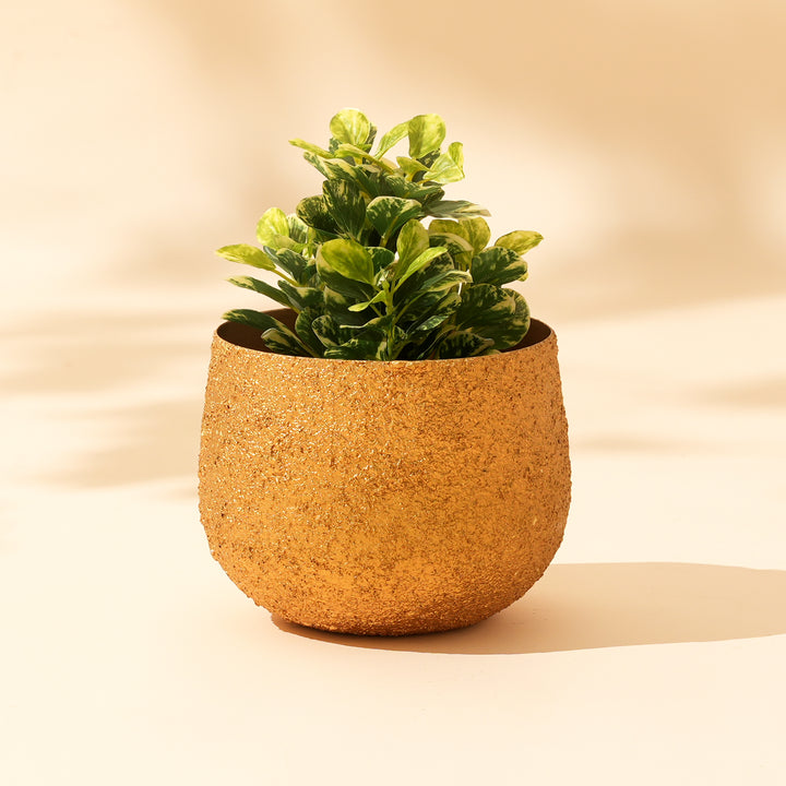 Gilded Crater Orb Iron Planter Pot – Gold Textured Decorative Bowl
